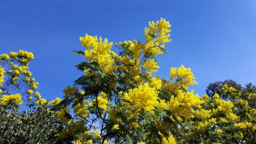 LA ROUTE DU MIMOSA